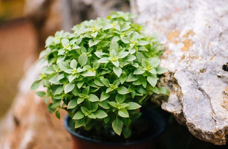 Βασιλικός ο αρωματικός: Γιατί οι αρχαίοι Έλληνες τον θεωρούσαν καταραμένο, ενώ οι Χριστιανοί φυτό του Σταυρού και μεγάλη ευλογία; Το έφερε ο Μέγας Αλέξανδρος από τις Ινδίες